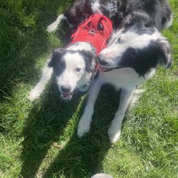 Border Collie All Grown Up from Horizon kennels