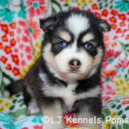 Lionel - Black and white male Pomsky puppy in Centerville, Iowa from LJ Kennels Pomskies, LLC