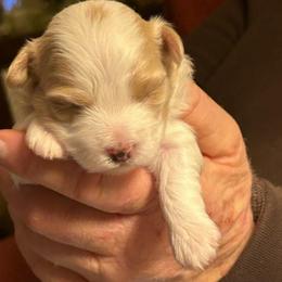 Girl 2 - Cream female Havanese puppy in Melba, Idaho from Lawson Havanese