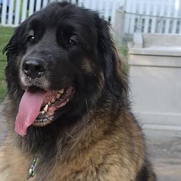 Moira - Leonberger
