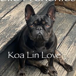 Koa - French Bulldog
