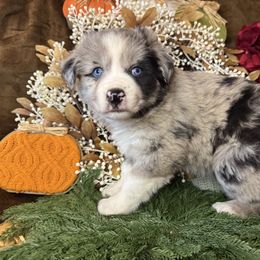 Mary - Blue merle female Miniature Australian Shepherd puppy in California from Eagle River Aussies