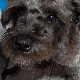 Gypsy - Schnoodle