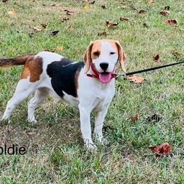 Goldie - Beagle