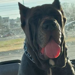 Sigi - Cane Corso