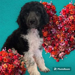 Poodle Puppies from Paddock's Purebred Poodles