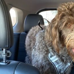 Labradoodles from Davis Doodles