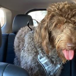 Labradoodles from Davis Doodles