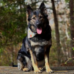 Aischa Vítkovské Vrchy "Echo" TKN, TKI, VHMA, CGC, CGCA, CGCU - German Shepherd
