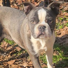Hazel - Boston Terrier