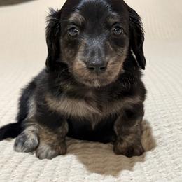 Black and cream brindle - Black and cream male Dachshund puppy in Defuniak Springs, Florida from Anastasia Knight's Cocker Spaniels