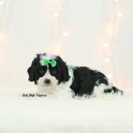 Nick (Green Collar Male) - Black and white male Cavapoo puppy in Republic, Missouri from Red Skye Puppies