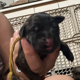 Penny - Yellow Collar - Brindle female Mastiff puppy in Layton, Utah from 2A Mastifs