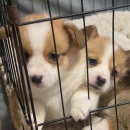 Pembroke Welsh Corgi puppies from Feathers & Ferals Farm