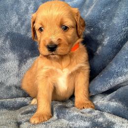Benson orange collar - Apricot male Goldendoodle puppy in Lowville, New York from Adirondack Labradoodles