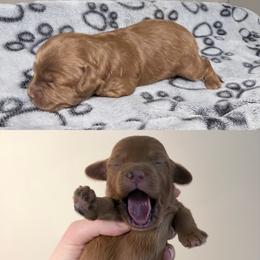 Ziti - Red female Cockapoo puppy in Clarks Summit, Pennsylvania from M&M Cockapoos