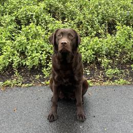 Eve - Labrador Retriever