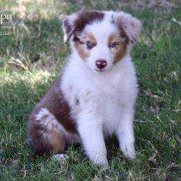 Sleepy - Red merle female Miniature Australian Shepherd puppy in Evant, Texas from Lazy VT Bar Ranch