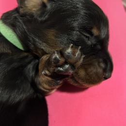 Dachshund Puppies from Rare Treat Dachshunds