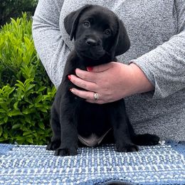 Prince Wednesday (Black collar) - Black Labrador Retriever puppy in Eugene, Oregon from LakeHouse Labrador Retriever LLC