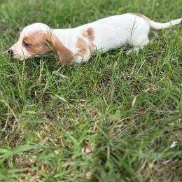 Lena - Piebald female Dachshund puppy in West Cleo, Oklahoma from 4L Doxies