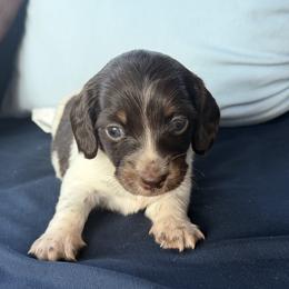 Boy 4 - Piebald male Dachshund puppy in Bowdon, Georgia from Doodle Bugs Doxies