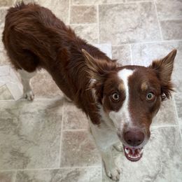 Cinnamon - Border Collie