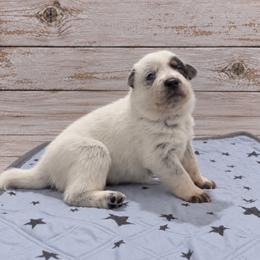 Dean - Blue male Australian Cattle Dog puppy in Scurry, Texas from RedHorizon AKC Australian Cattle Dogs (Heelers)
