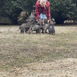 German Shepherd Puppies from Karen Nikirk