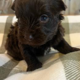 Lottie - Chocolate, tan and white female Yorkshire Terrier puppy in Calhoun, Georgia from Peach State Yorkies