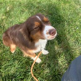 Bomber - Red tri-color male Australian Shepherd puppy in Muncie, Indiana from Gemfire Australian Shepherds