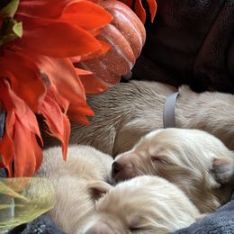 Cavalier King Charles Spaniel and Golden Retriever Puppies from Country Goldens and Mountain Top Cavaliers