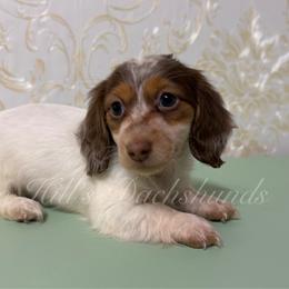 Gracie - Piebald female Dachshund puppy in Jonesboro, Illinois from Twin Hills Dachshunds