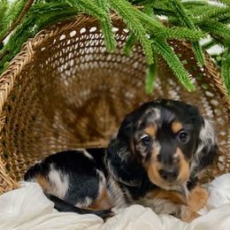 Dachshund Puppies from Down The Hill Potterdale