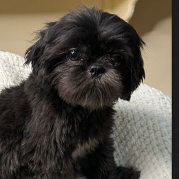 Celine - Shih Tzu