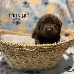 Pink collar - Chocolate female Labrador Retriever puppy in Corning, California from Raven's Labradors