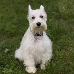 Daisy - Miniature Schnauzer