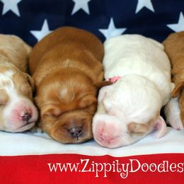 Goldendoodle Puppies from Zippity Doodles