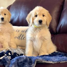 "English Goldendoodle Puppy from Moss Creek Goldendoodles" Goldendoodle and Schnoodle Puppies from Moss Creek Goldendoodles