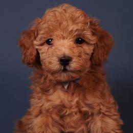 Linen (White Collar) - Apricot male Poodle puppy in Las Vegas, Nevada from Plush Toy Poodle Puppies & Pals