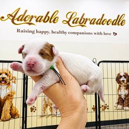 Green - Red male Australian Labradoodle puppy in Antelope, California from Adorable Labradoodle