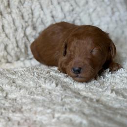 Lily - Red  female Goldendoodle puppy in Willacoochee, Georgia from Kitandkboodle's Doodles