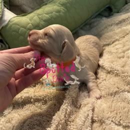 Orange collar - Cream male Dachshund puppy in Mt. Vernon, Texas from The Spotted Doxie