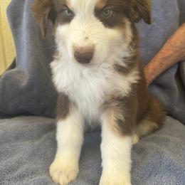 Australian Shepherd Puppies from Al Sira Australian Shepherds