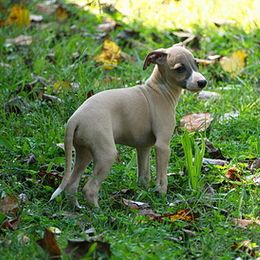 Italian Greyhound Puppies from Uwharrie