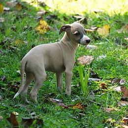Italian Greyhound Puppies from Uwharrie