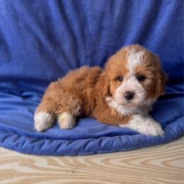 Theodore (Laurie) - Red male Bernedoodle puppy in Rose Hill, North Carolina from Red Door Canines
