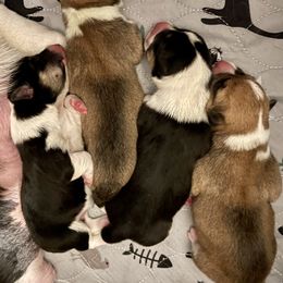 Pembroke Welsh Corgi puppies from M and B Corgis