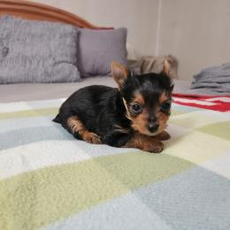 Borff - Black and tan male Yorkshire Terrier puppy in Sidney, Ohio from Little Yorkie World