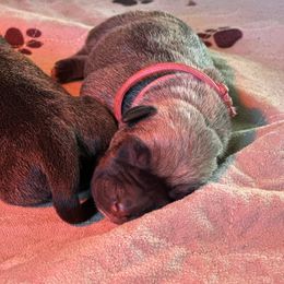 Pink female - Fawn female Perro de Presa Canario puppy in Holland, Ohio from Lykaios Kennels
